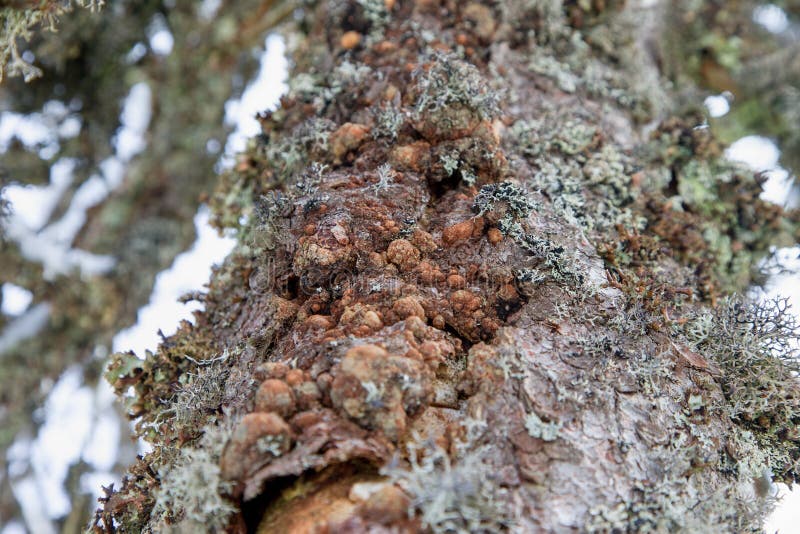 斯洛伐克白皮苔藓 免版税库存照片