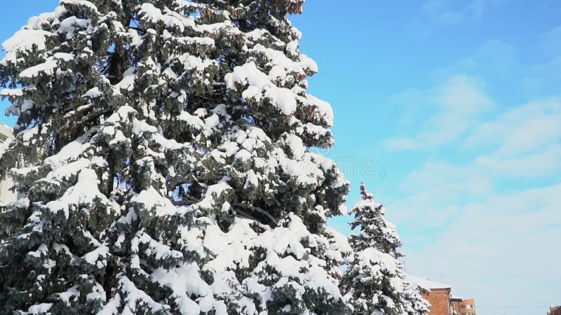 斯诺伊天天空蔚蓝松树在雪城市christas天