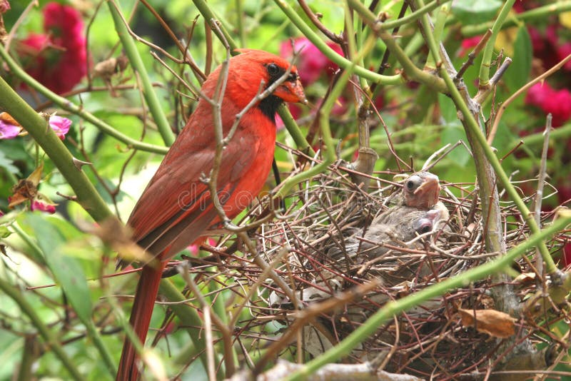 Wild Newborn Baby Bird in a Nest. Wild Newborn Baby Bird in a Nest.