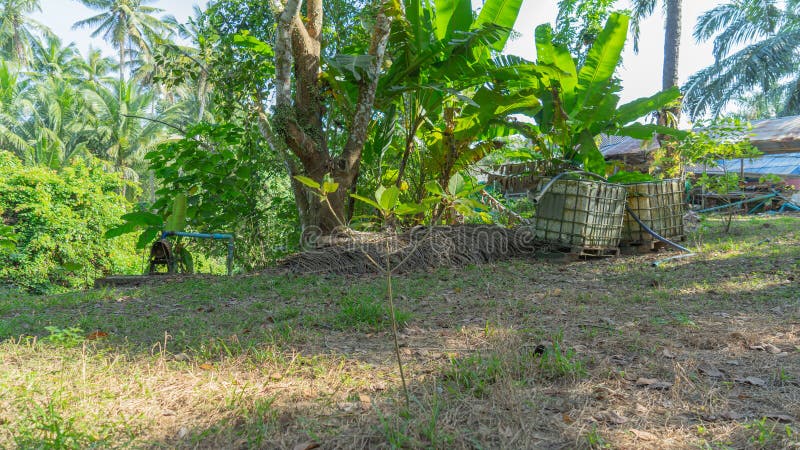 Picture of newly planted seedlings. It has a thin, blooming trunk. It's growing into small branches. with cotyledons on 2-3 branches amidst a banana grove. Picture of newly planted seedlings. It has a thin, blooming trunk. It's growing into small branches. with cotyledons on 2-3 branches amidst a banana grove