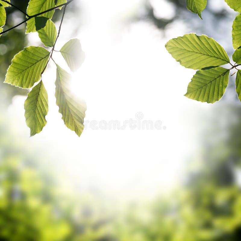 Frame of fresh green spring leaves with sun flare and central copyspace symbolic of the season, square format. Frame of fresh green spring leaves with sun flare and central copyspace symbolic of the season, square format.
