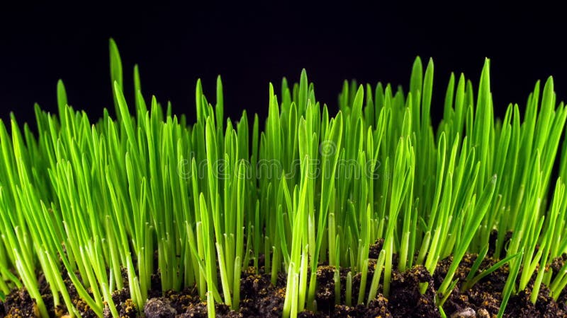 新鲜的新的绿草成长