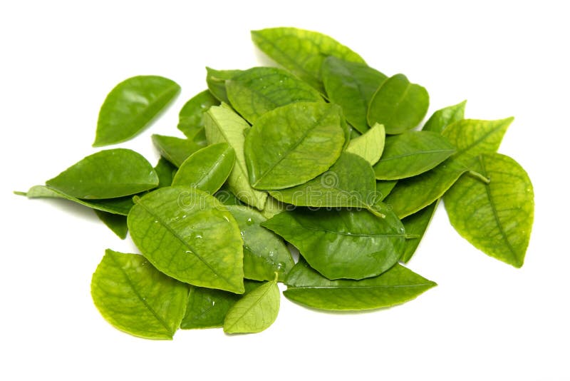 新鲜的绿茶叶,水, 免版税库存图片