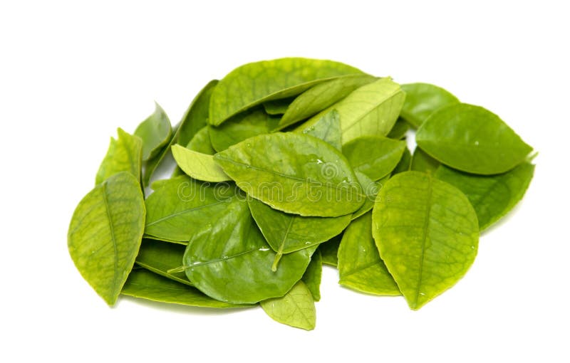 新鲜的绿茶叶,水, 免版税库存照片
