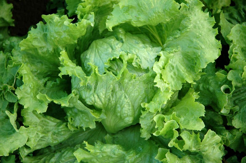 Detail of a fresh lettuce. Detail of a fresh lettuce