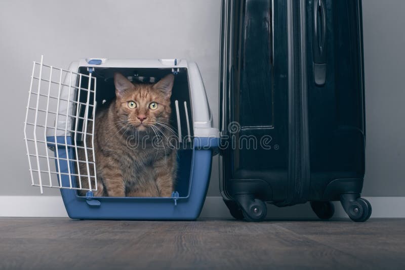 旅行与猫-在一个宠物载体的姜猫在手提箱旁边 免版税库存图片 旅行与猫-在一个宠物载体的姜猫在手提箱旁边 免版税库存图片