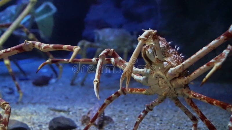 水族馆海洋深蓝底部的巨蟹