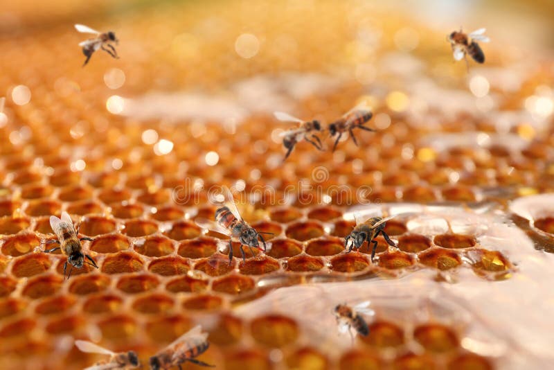 Uncapped filled honeycomb and bees. Uncapped filled honeycomb and bees