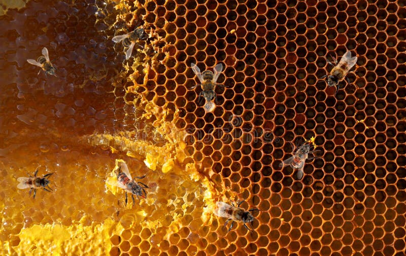 Uncapped filled honeycomb and bees, closeup. Uncapped filled honeycomb and bees, closeup