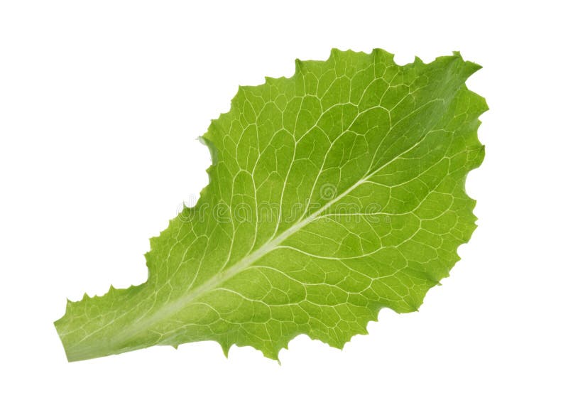 Green lettuce leaf isolated without shadow. Green lettuce leaf isolated without shadow.