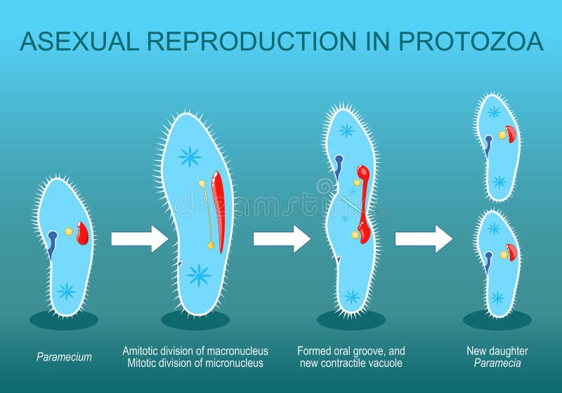 Reproductive Biology of Invertebrates, Volume 3, Accessory