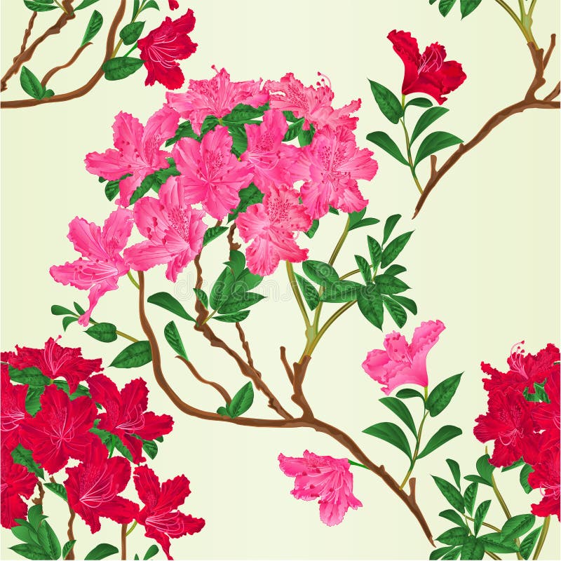 无缝的纹理红色和桃红色杜鹃花分支山灌木葡萄酒传染媒介植物的例证 库存例证 无缝的纹理红色和桃红色杜鹃花分支山灌木葡萄酒传染媒介植物的例证 库存例证
