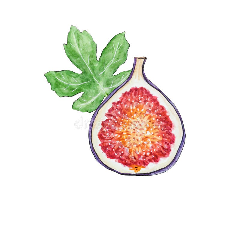 无花果动画. 将整个无花果和绿色无花果叶切半. 手绘无花果植物图 库存例证