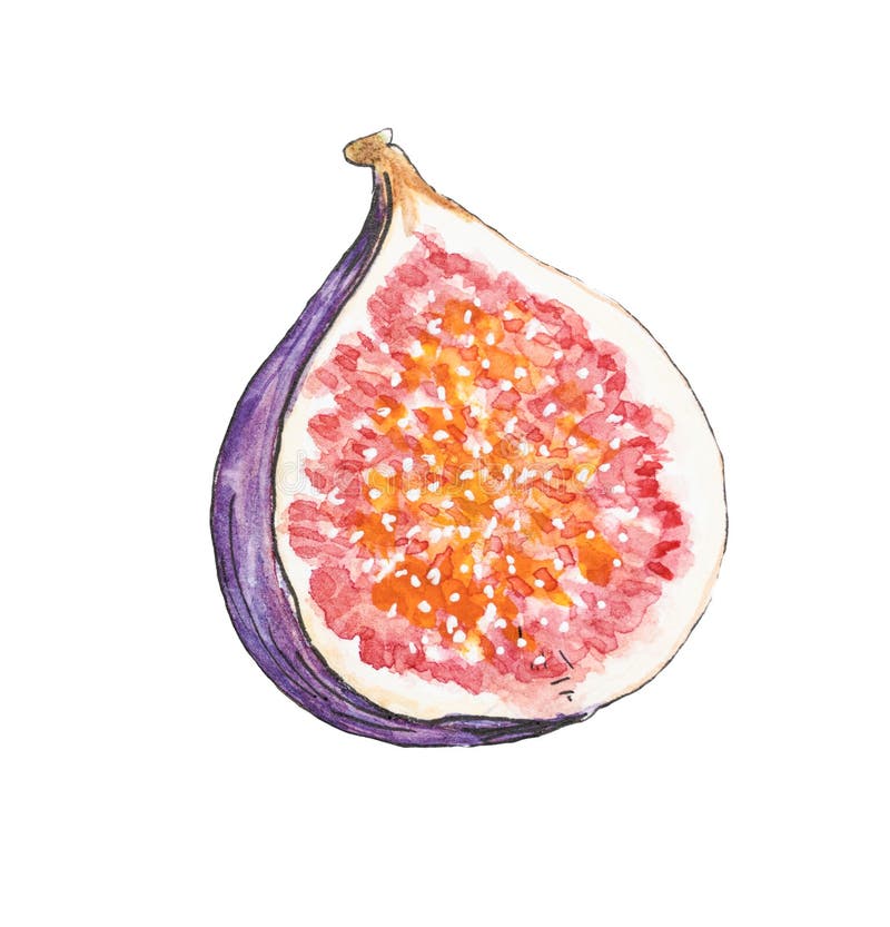 无花果果实插图. 把半个无花果切碎，里面有种子. 详细的手绘无花图植物图设计 库存例证