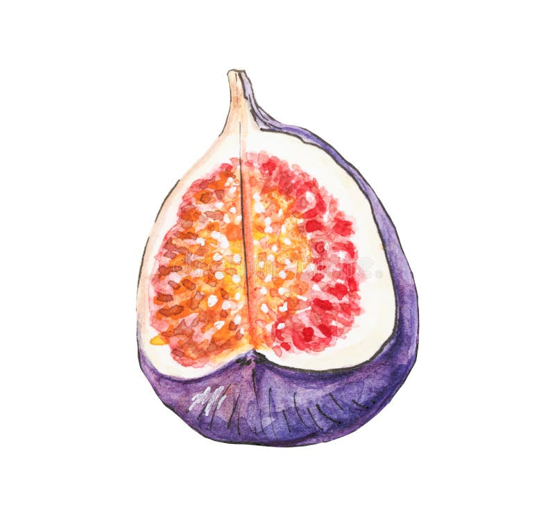 无花果果实插图. 整块无花果的四分之一. 详细的手绘无花图植物图设计 皇族释放例证