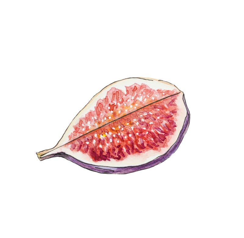 无花果果实插图. 整块无花果的四分之一. 详细的手绘无花图植物图设计 向量例证