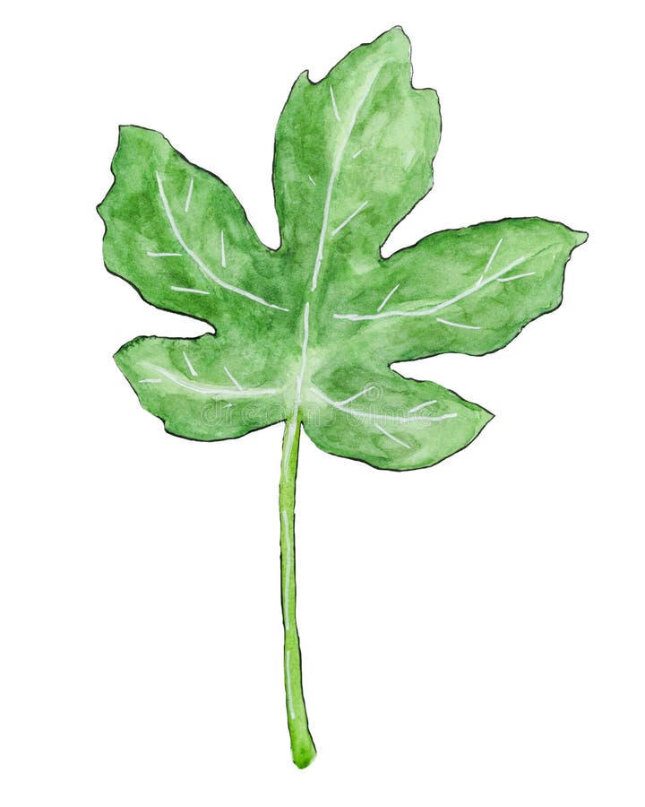 无花果果实插图. 无花果绿叶. 详图手绘无花图植物图设计孤立 库存例证