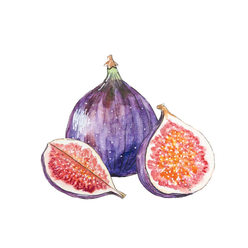 无花果果实插图. 白色背景中的无花果整半和四分之一的种子设计元素. 库存例证