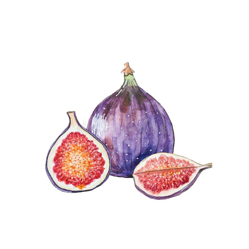 无花果果实插图. 白色背景中的无花果整半和四分之一的种子设计元素. 皇族释放例证