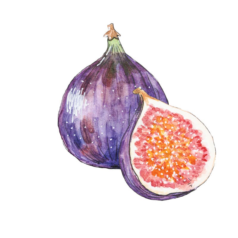 无花果果实插图. 白色背景中突显的有种子设计元素的无花果全果和半果. 手绘图 库存例证