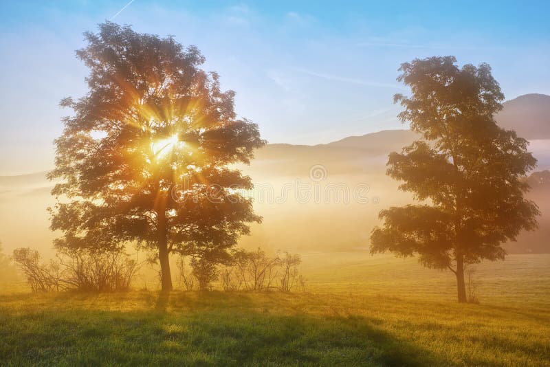 日出射线通过有雾的树