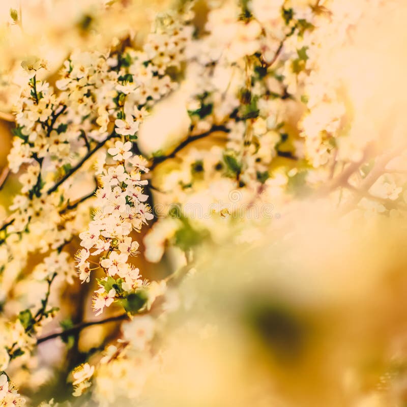 日出盛开的陈年樱花作为春假设计的自然背景,花梦花园 免版税图库摄影