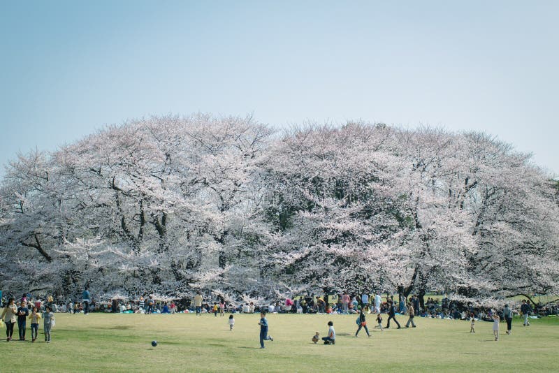 日本人佐仓在盛开的樱花在公园，东京