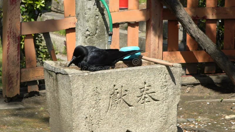 日本喷泉上慢动黑鸦浴. 日本乌鸦浴