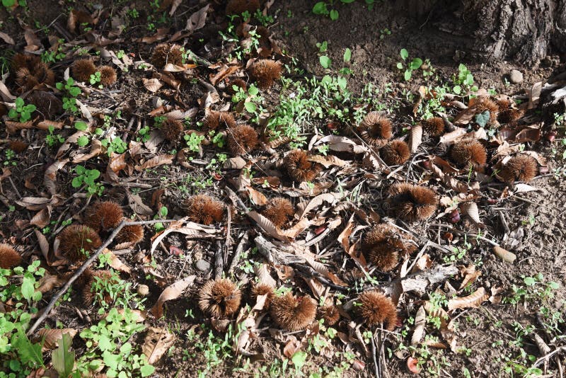 Japanese chestnut fruit. Fagaceae deciduous tree. Japanese chestnut fruit. Fagaceae deciduous tree.