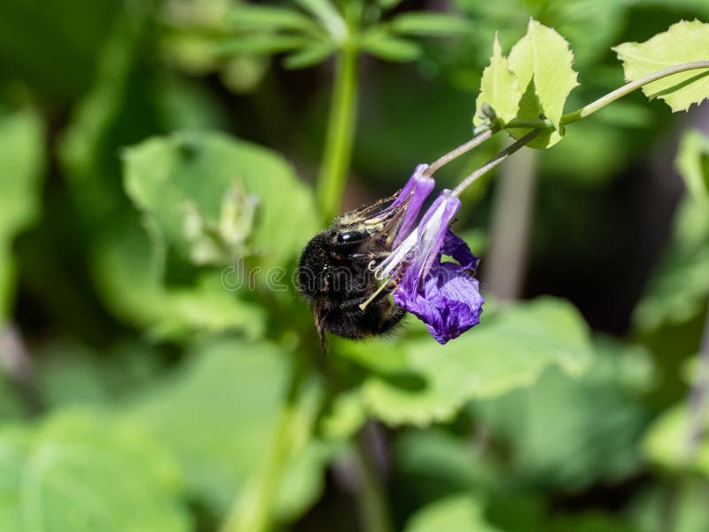A black Japanese Bombus ignitus feeds from a small purple flower in a forest park near Yokohama, Japan. A black Japanese Bombus ignitus feeds from a small purple flower in a forest park near Yokohama, Japan