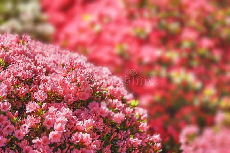 Tokyo, japan - april 16 2021: Close up on pink azalea flowers during tsutsuji matsuri festival of the Japanese Shintoist Nezu shrine adorned with blooming rhododendron flowers. Tokyo, japan - april 16 2021: Close up on pink azalea flowers during tsutsuji matsuri festival of the Japanese Shintoist Nezu shrine adorned with blooming rhododendron flowers