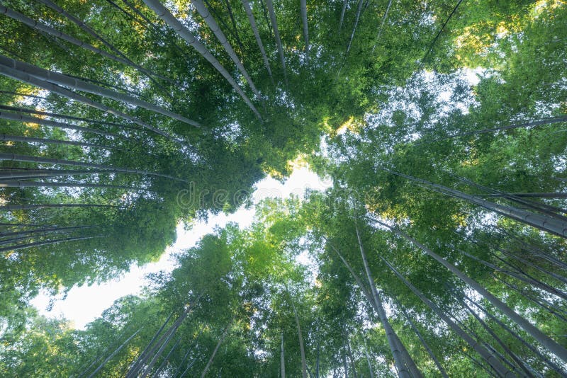日本竹林 — 日本京都外出度假的岚山高树 天然高树 免版税库存图片 日本竹林 — 日本京都外出度假的岚山高树 天然高树 免版税库存图片