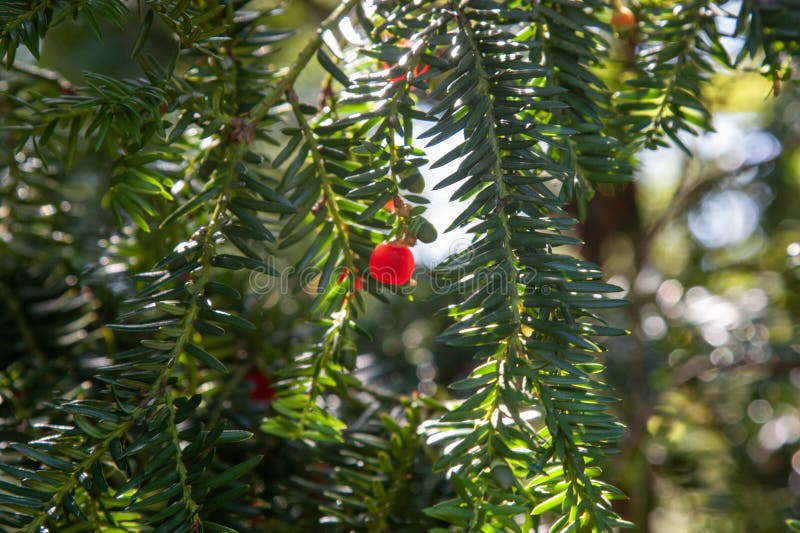 东北红豆杉矮缩日本红豆杉. 紫杉科常绿针叶. 库存照片. 图片包括有