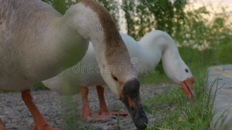 日落时在风景秀丽的公园觅食的鹅 股票录像