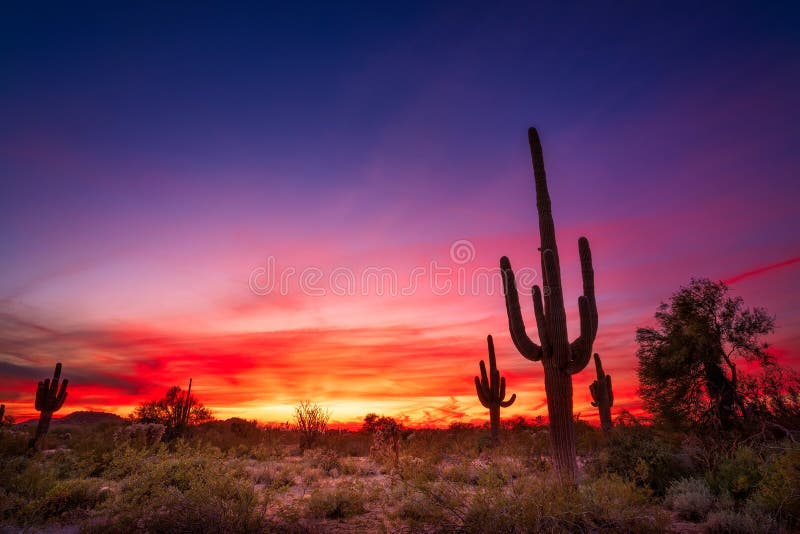 日落时的亚利桑那州沙漠景观
