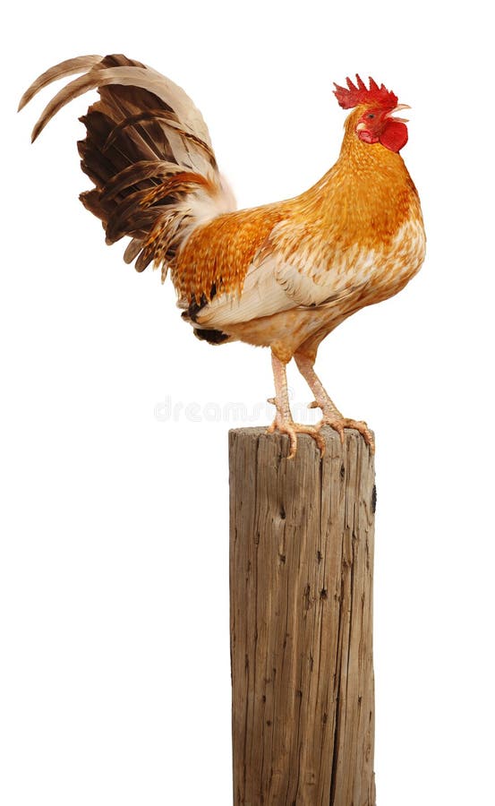 Rooster perched upon a wooden post crowing up at the sky over white. Rooster perched upon a wooden post crowing up at the sky over white