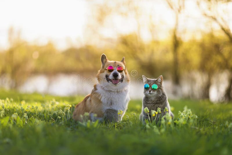时髦的一对科吉犬和条纹猫坐在阳光明媚的夏日草地上，戴着墨镜 免版税图库摄影