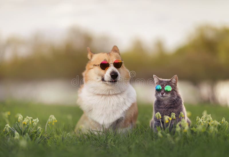时髦的一对科吉犬和条纹猫坐在阳光明媚的夏日草地上，戴着墨镜 免版税库存照片