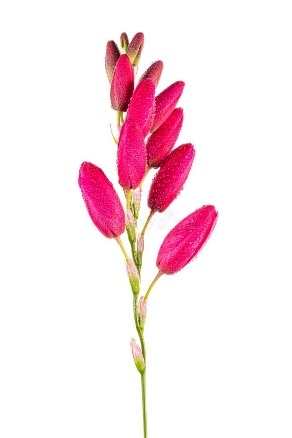 昆斯奶酪或马梅拉达是一种甜稠的木瓜果浆. 饼干装在厨房壁炉上 免版税库存图片