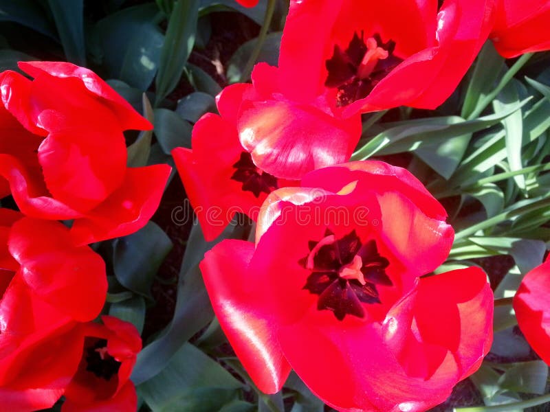 Bright red Tulips in full bloom with their petals wide open giving one final display of their brilliant colors. These vivid flowers are some of many that can be seen during the Skagit Valley Tulip Festival held in Washington State every year. Bright red Tulips in full bloom with their petals wide open giving one final display of their brilliant colors. These vivid flowers are some of many that can be seen during the Skagit Valley Tulip Festival held in Washington State every year.