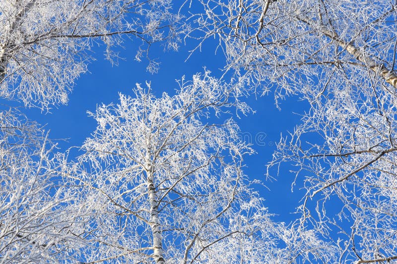 明清蓝天下白桦树霜枝的自下而上视野 冬天背景中覆盖雪的冰冻树 库存图片 明清蓝天下白桦树霜枝的自下而上视野 冬天背景中覆盖雪的冰冻树 库存图片