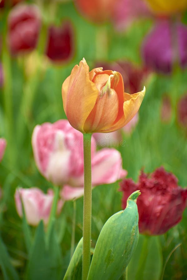 beautiful tulips in the spring park 17. beautiful tulips in the spring park 17