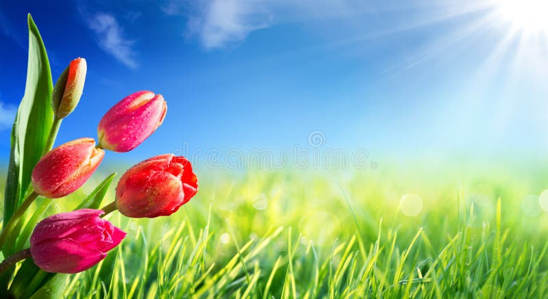 春天和复活节背景与郁金香