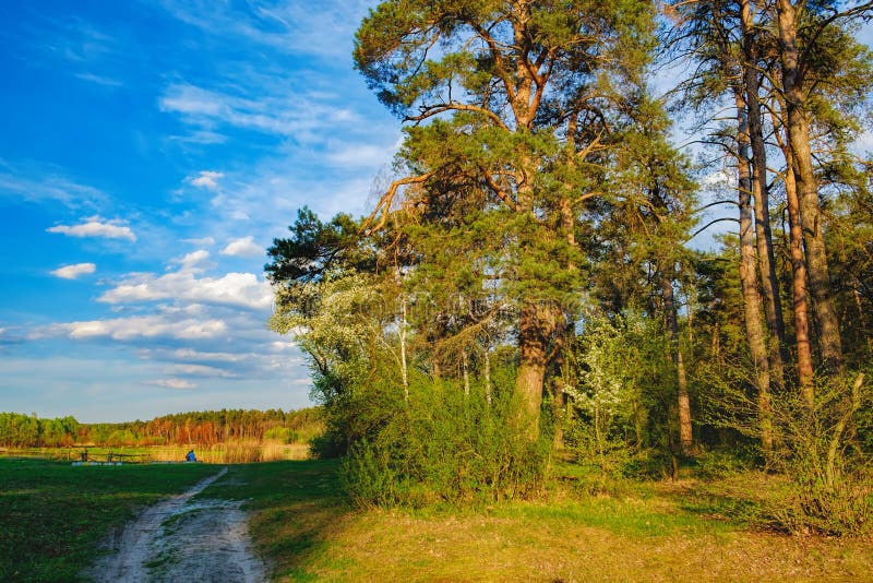 Tall old trees i mixed deciduous-coniferous forest with birch, pine, blooming lilacs in the foreground, Irpen, Ukraine. The edge of the forest in the evening sun. Young couple admiring nature. Tall old trees i mixed deciduous-coniferous forest with birch, pine, blooming lilacs in the foreground, Irpen, Ukraine. The edge of the forest in the evening sun. Young couple admiring nature