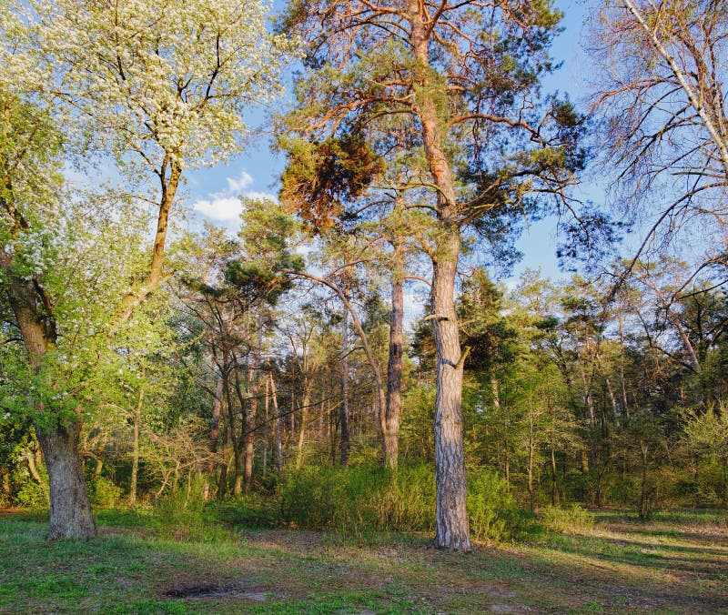 Tall old trees i mixed deciduous-coniferous forest with birch, pine, blooming lilacs in the foreground, Irpen, Ukraine. The edge of the forest in the evening sun. Tall old trees i mixed deciduous-coniferous forest with birch, pine, blooming lilacs in the foreground, Irpen, Ukraine. The edge of the forest in the evening sun.