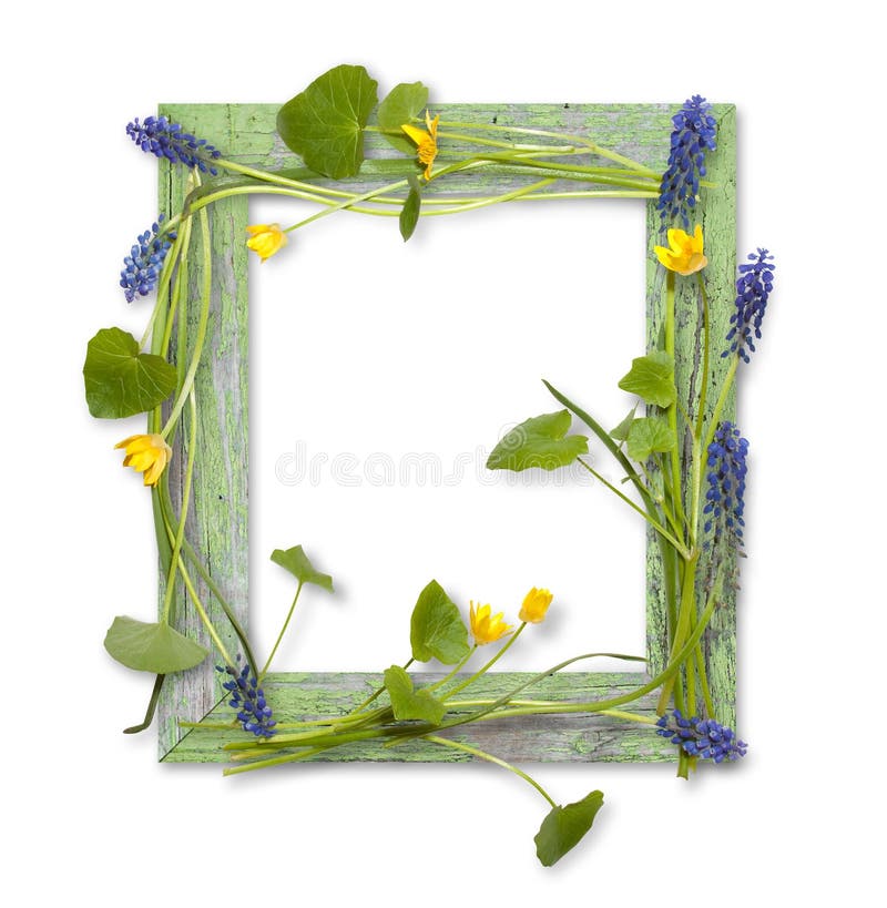 Wooden frame decorated by spring flowers (Ficaria verna and grape hyacinth) isolated on white. Wooden frame decorated by spring flowers (Ficaria verna and grape hyacinth) isolated on white