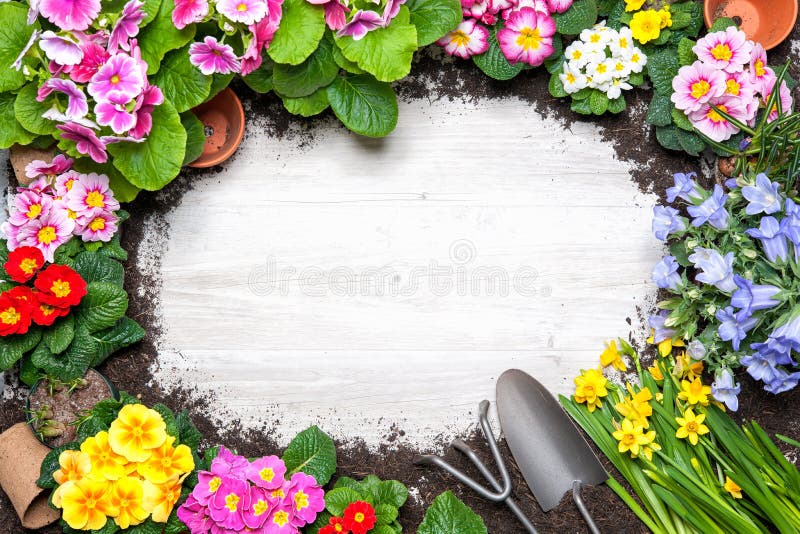 Frame of spring flower and gardening tools on old wooden background. Frame of spring flower and gardening tools on old wooden background