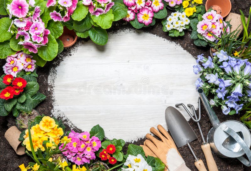 Frame of spring flower and gardening tools on old wooden background. Frame of spring flower and gardening tools on old wooden background