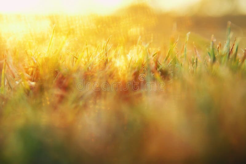 春天草甸抽象梦想的照片有草的在日落光