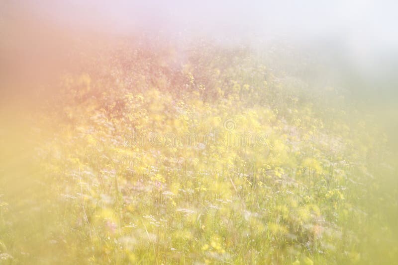 春天草甸抽象梦想的照片有野花的 葡萄酒被过滤的图象 选择聚焦
